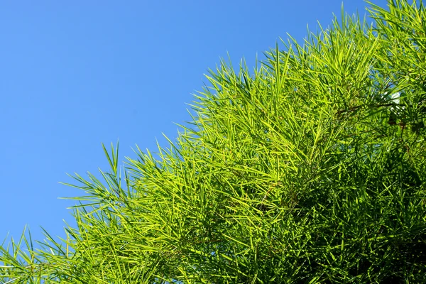 Árvore de bambu com licença no céu fundo — Fotografia de Stock