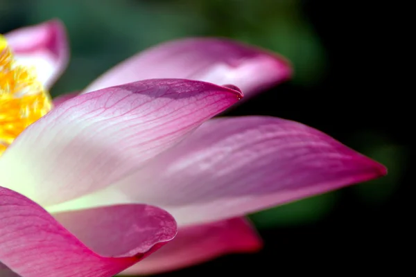 Flor de lótus rosa florescendo. Na piscina exterior . — Fotografia de Stock