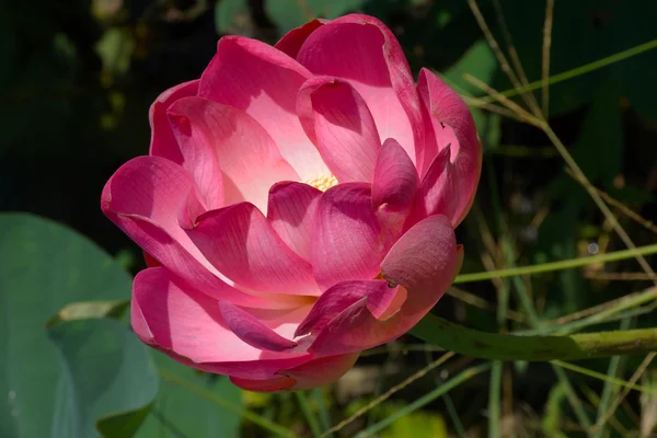Flor de loto rosa floreciendo. En la piscina exterior . — Foto de Stock
