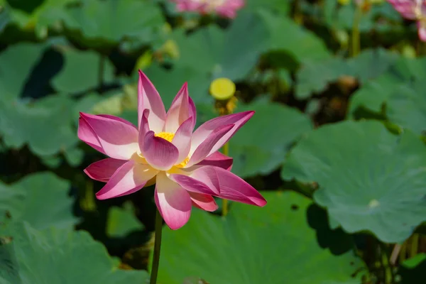 Růžový lotos kvetení. v bazénu. — Stock fotografie