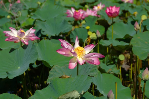 Fleur de lotus rose fleurissant. Dans la piscine extérieure . — Photo