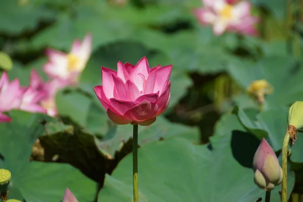 粉红色莲花盛开。在室外游泳池. — 图库照片