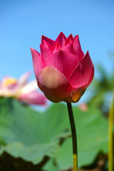Růžový lotos kvetení. v bazénu. — Stock fotografie