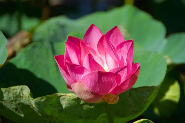 Fleur de lotus rose fleurissant. Dans la piscine extérieure . — Photo