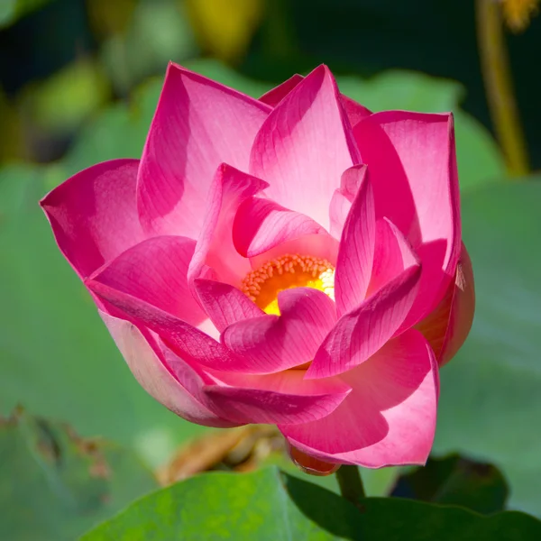 Flor de loto rosa floreciendo. En la piscina exterior . — Foto de Stock