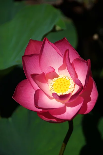 Rosa lotusblomma blommande. i utomhuspoolen. — Stockfoto