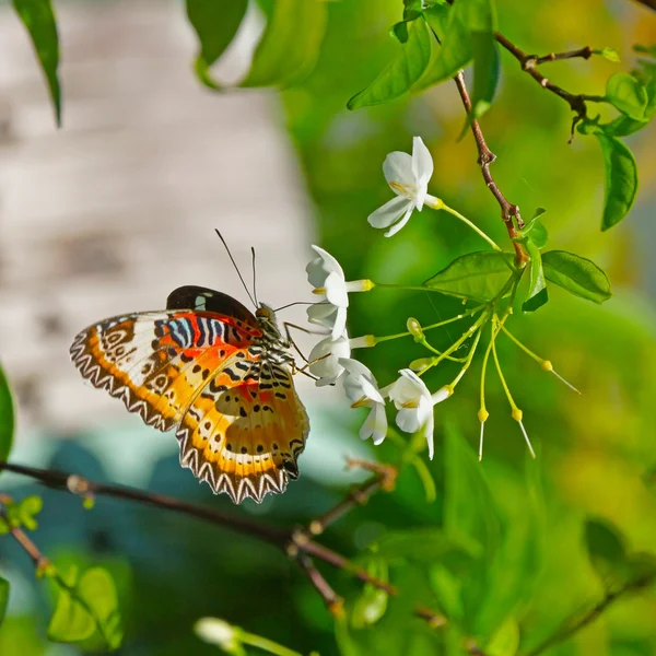 Farfalla e fiori bianchi . — Foto Stock