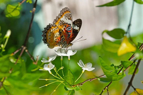 Mariposa y flores blancas . — Foto de Stock