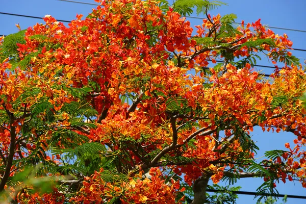 Bahar çiçeği. alev ağacı. (delonix regia kanca ex (boj..)) — Stok fotoğraf