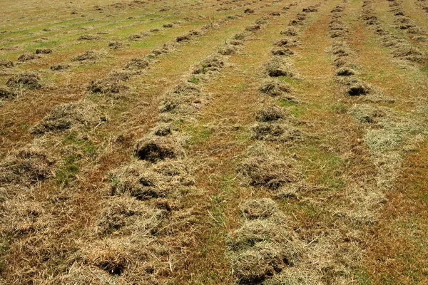 Snijden gras op het voetbalveld. — Stockfoto