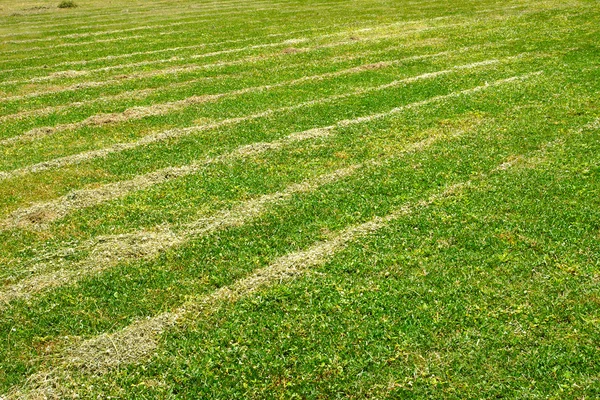 Klippa gräs på fotbollsplan. — Stockfoto