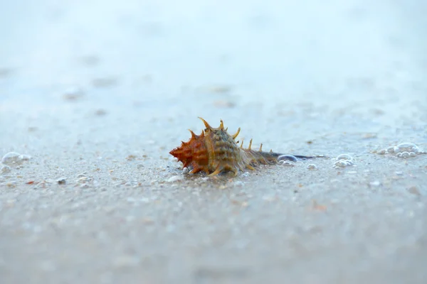 Spiny shell on the beach. — Stock Photo, Image