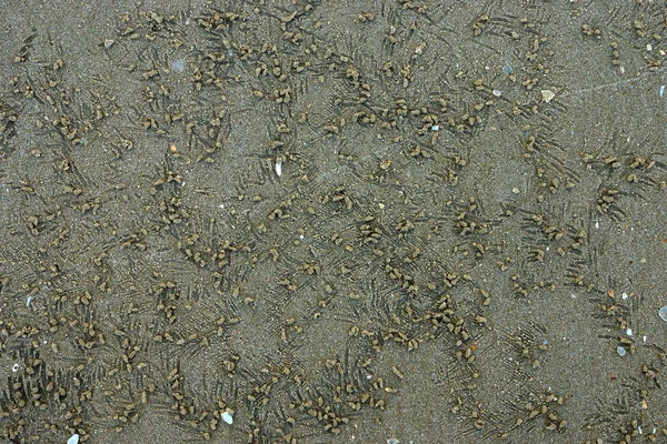 Bolas de areia na praia por fazer caranguejo — Fotografia de Stock