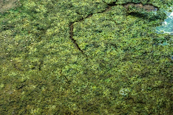 藻类的绿泥. — 图库照片