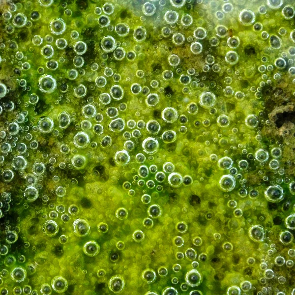 Green slime from algae. — Stock Photo © Noppharat_th 36860639