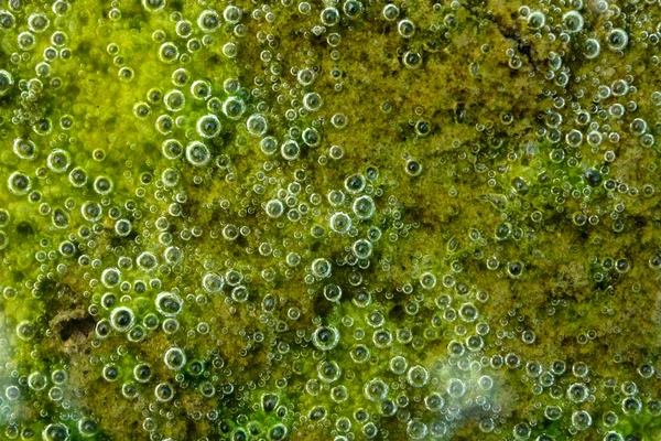 Lamas verdes de algas . — Fotografia de Stock