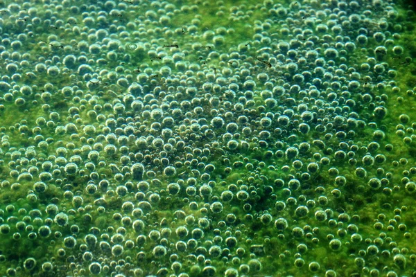 Melma verde da alghe . — Foto Stock