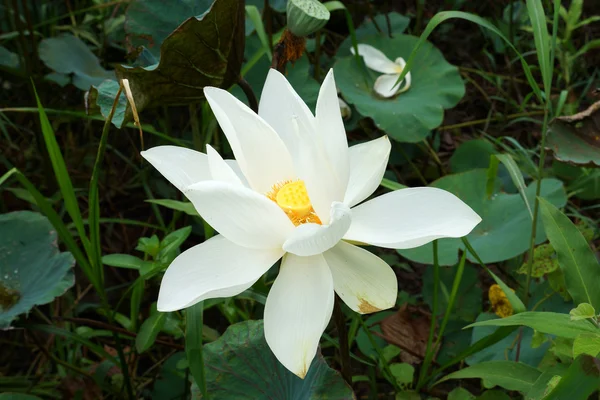 Hermosa flor de loto blanca. Símbolo religioso budista . — Foto de Stock
