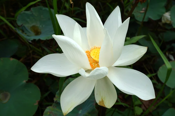 White beautiful lotus flower. Buddhist religious symbol. — Stock Photo, Image