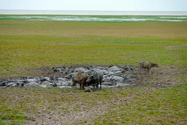 Vattenbuffel i leran. — Stockfoto