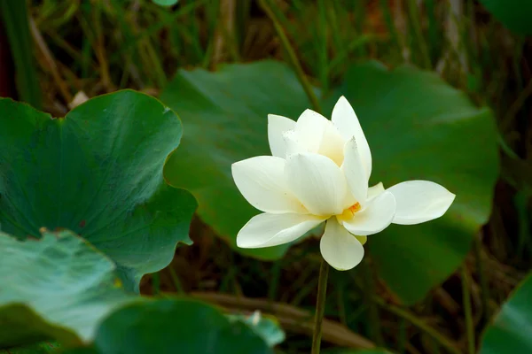 Білий Лотос красива квітка. буддистських релігійних символ. — стокове фото