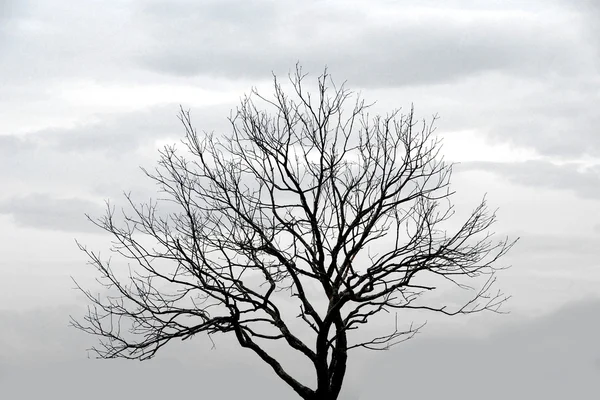 Martwe drzewa i tło niebieskie niebo z chmurami. — Zdjęcie stockowe