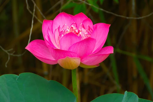 Rosa vackra lotusblomma. buddhistisk religiös symbol. — Stockfoto