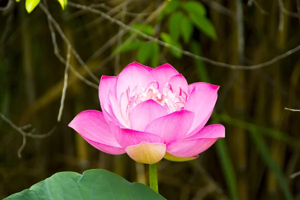 Rosa bela flor de lótus. Símbolo religioso budista . — Fotografia de Stock
