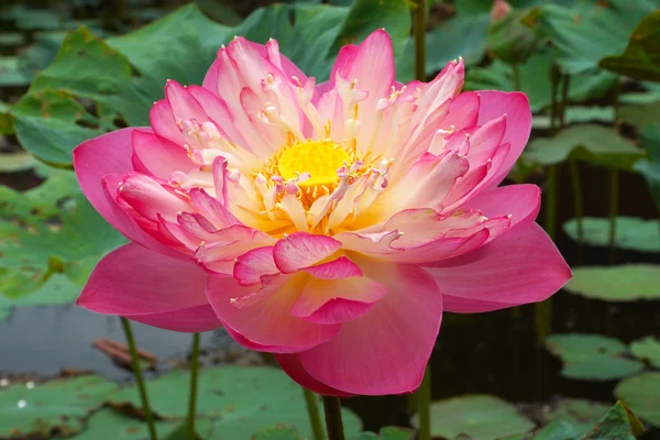 Pink Beautiful lotus flower. Buddhist religious symbol. — Stock Photo, Image