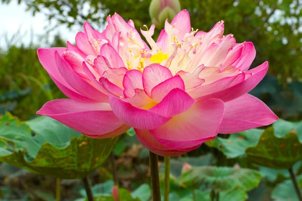 Pink Beautiful lotus flower. Buddhist religious symbol. — Stock Photo, Image