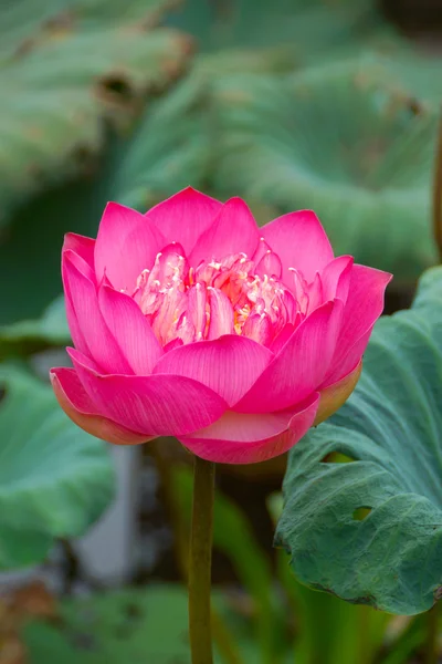 Розовый красивый цветок лотоса. Буддийский религиозный символ . — стоковое фото