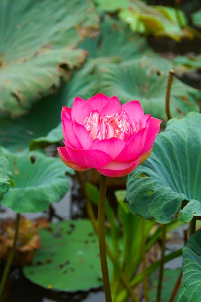 粉红色的美丽莲花。佛教宗教象征. — 图库照片