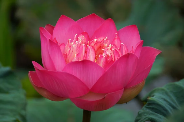 Pink Beautiful lotus flower. Buddhist religious symbol. — Stock Photo, Image