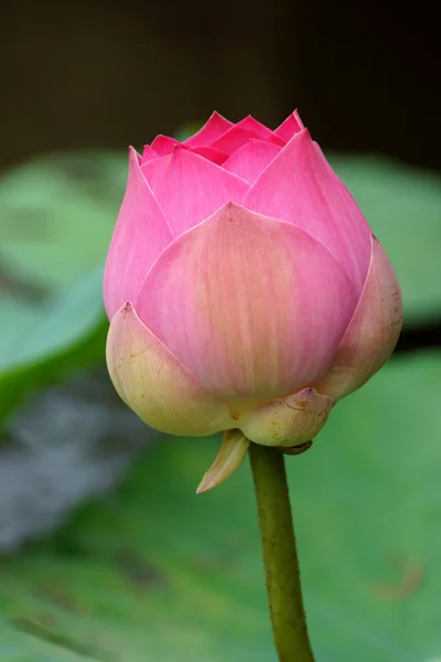 Pink Beautiful lotus flower. Buddhist religious symbol. — Stock Photo, Image