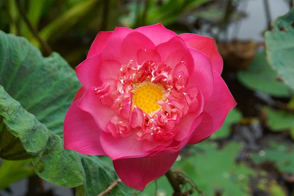 Rosa Bellissimo fiore di loto. Simbolo religioso buddista . — Foto Stock
