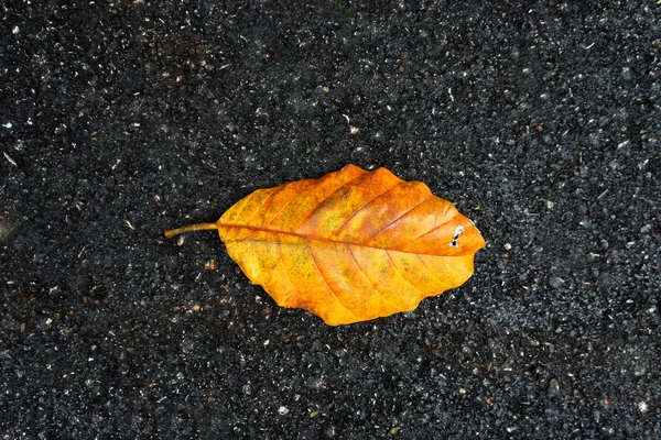 Foglie a terra. — Foto Stock