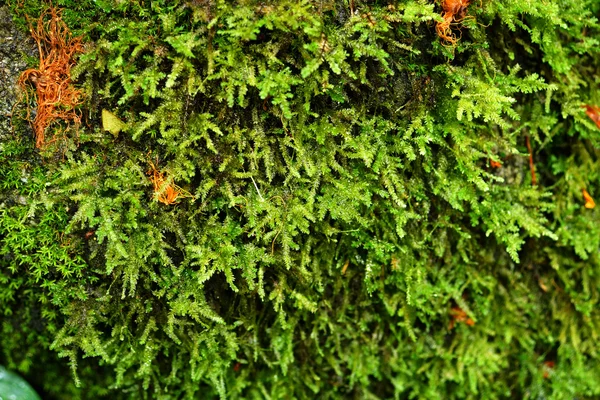 Leuchtend grünes Moos auf dem Felsen im Wasserfall. — Stockfoto