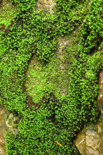 Bright green moss macro shot on the rock in the waterfall. — Stock Photo, Image
