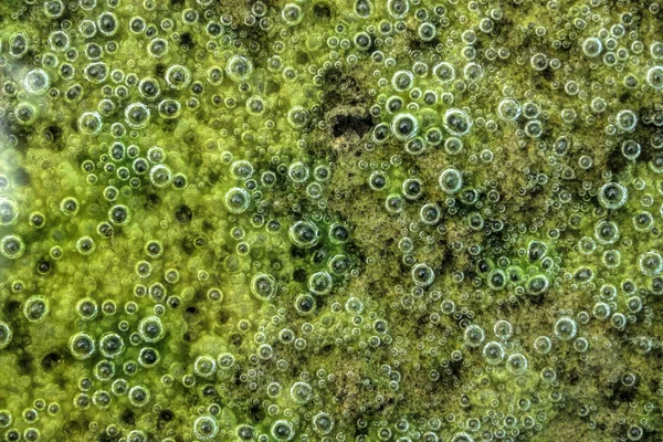 Green slime from algae. Stock Picture