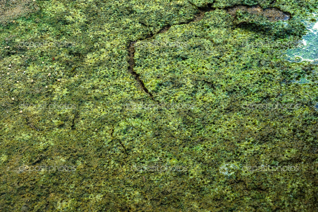Green slime from algae. — Stock Photo © Noppharat_th 36860639