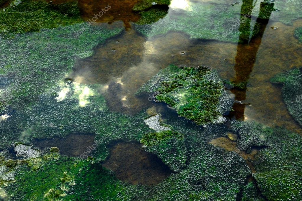 Green slime from algae. Stock Photo by ©Noppharat_th 36860665