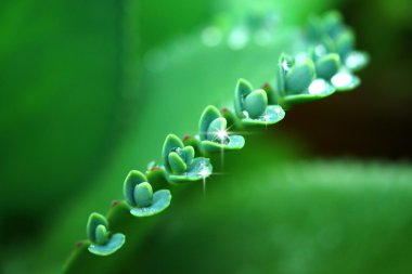 Bitkicik Çince lahana (aranjmani pinnata lam pers yaprakların üzerinde.