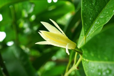 Beyaz chempaka aromatik çiçek (michelia alba dc.).