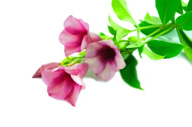 Allamanda or violet trumpet , beautiful yellow flower isolated o clipart