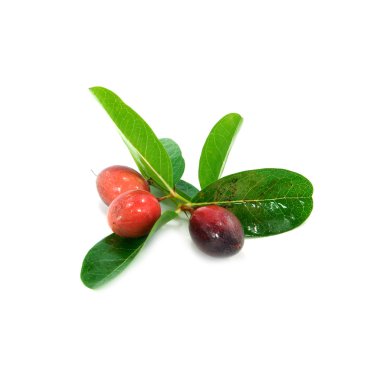 süper meyve (bilimsel adı carissa carandas linn.)