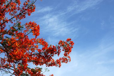 Bahar çiçeği. alev ağacı. (delonix regia kanca ex (boj..))