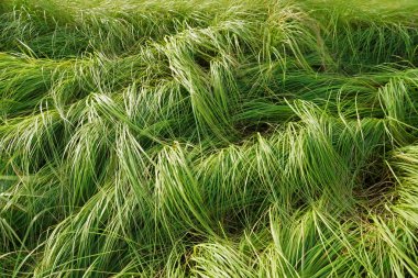 otlatma sığır için çim.