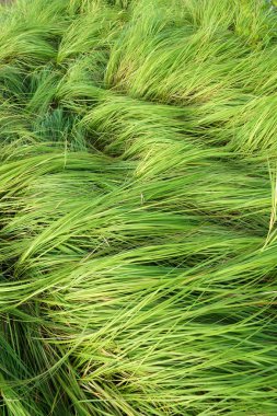 otlatma sığır için çim.