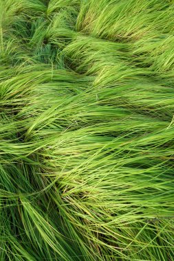 otlatma sığır için çim.