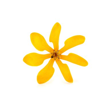 gardenya carinata wallich kokulu sarı çiçek.